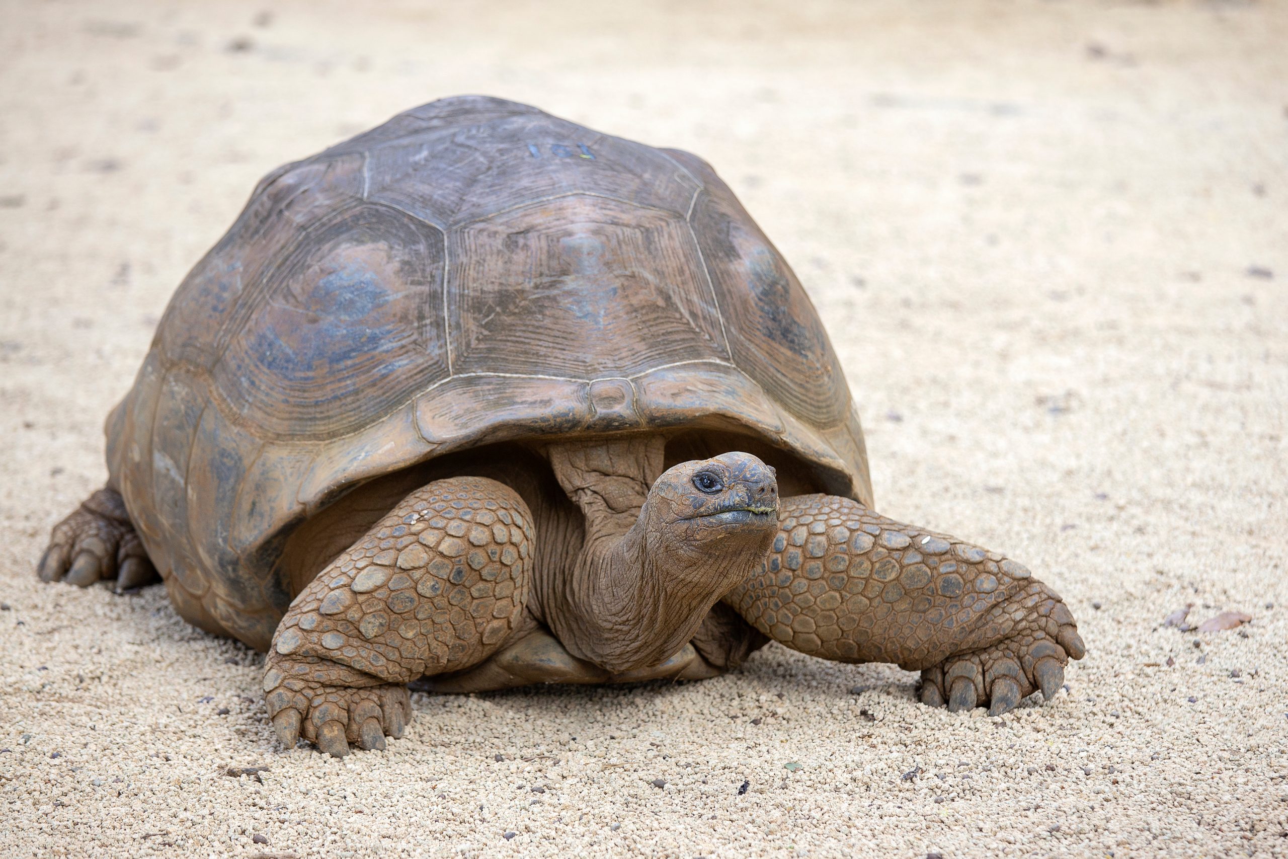Stop Kicking the Turtle! Or How to Let Yourself Grieve